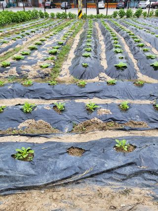 김미자님의 고구마 · 자유게시판 작성글 사진