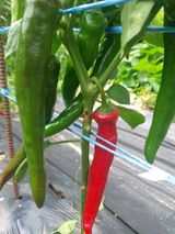 팜모닝 고추·병해충상담 게시글 이미지