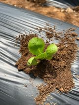 팜모닝 배추·파종•정식 게시글 이미지