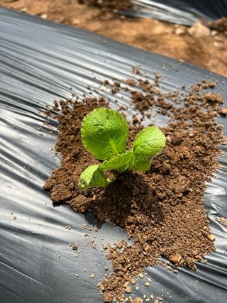 엘림농장님의 배추 · 파종•정식 작성글 사진