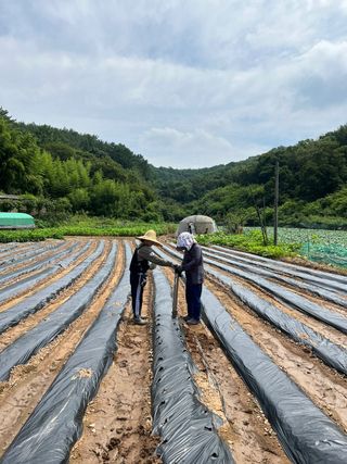 엘림농장님의 배추 · 파종•정식 작성글 사진