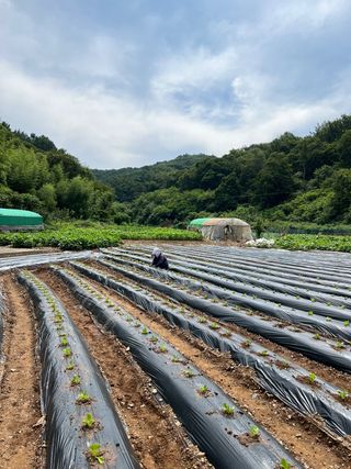 엘림농장님의 배추 · 파종•정식 작성글 사진