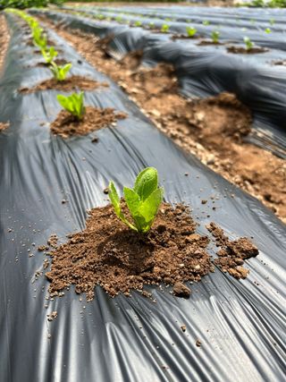 엘림농장님의 배추 · 파종•정식 작성글 사진