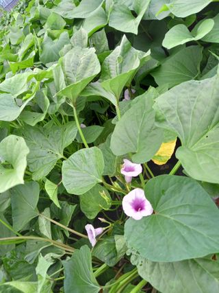 김기한님의 고구마 · 자유게시판 작성글 사진