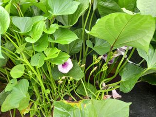 김기한님의 고구마 · 자유게시판 작성글 사진