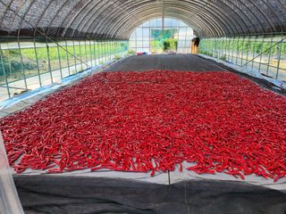 꽃순이네님의 고추 · 수확 작성글 사진