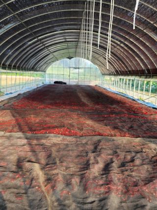 꽃순이네님의 고추 · 수확 작성글 사진