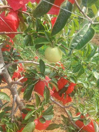 서산 호반농원이양옥님의 작목반,동호회 등 나의 모임은? · 참여글 작성글 사진