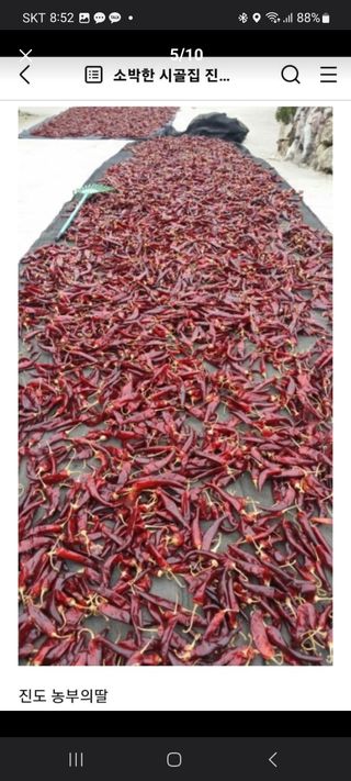 곽동임님의 고추 · 영농일지 작성글 사진