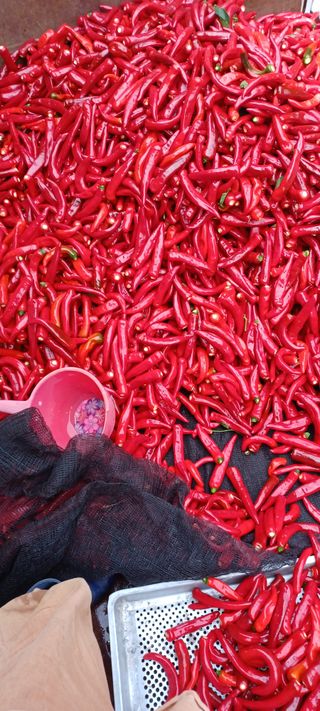 이.일신.꽃분아빠님의 고추 · 일상 작성글 사진