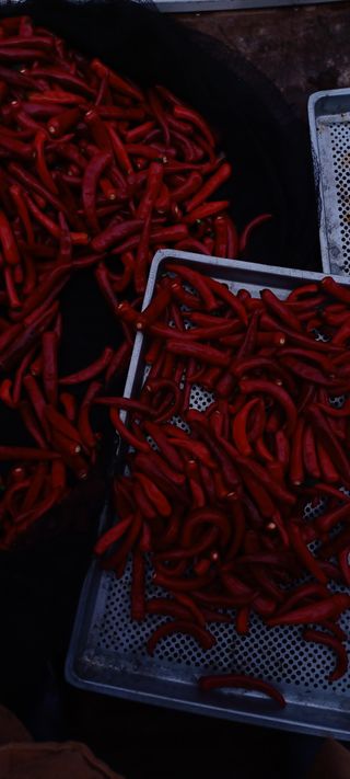 이.일신.꽃분아빠님의 고추 · 일상 작성글 사진