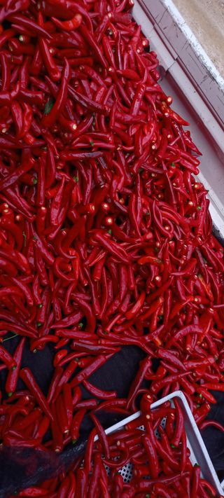 이.일신.꽃분아빠님의 고추 · 일상 작성글 사진