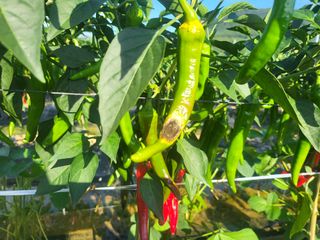 대광자동차공업사님의 양파 · 자유게시판 작성글 사진