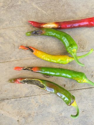 대광자동차공업사님의 양파 · 자유게시판 작성글 사진