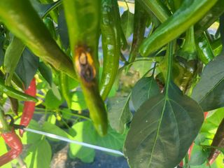 대광자동차공업사님의 양파 · 자유게시판 작성글 사진