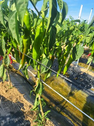 대광자동차공업사님의 양파 · 자유게시판 작성글 사진