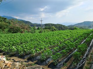 서상기 은퇴농장님의 들깨 · 자유게시판 작성글 사진