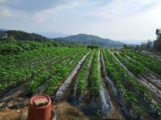 서상기 은퇴농장님의 들깨 · 자유게시판 작성글 사진