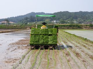 정병기님의 벼 · 자유게시판 작성글 사진