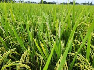 sorikey님의 벼 · 병해충상담 작성글 사진