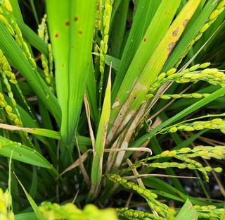 sorikey님의 벼 · 병해충상담 작성글 사진