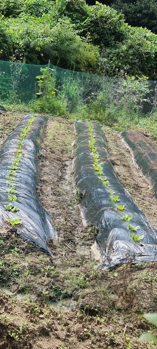 달방구님의 배추 · 파종•정식 작성글 사진