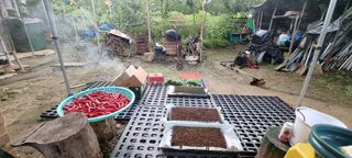 달방구님의 배추 · 파종•정식 작성글 사진