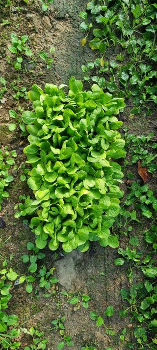 달방구님의 배추 · 파종•정식 작성글 사진