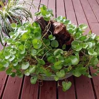 달맛햇복숭아농원님의 작목반,동호회 등 나의 모임은? · 참여글 작성글 사진