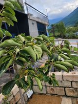 팜모닝 감·병해충상담 게시글 이미지