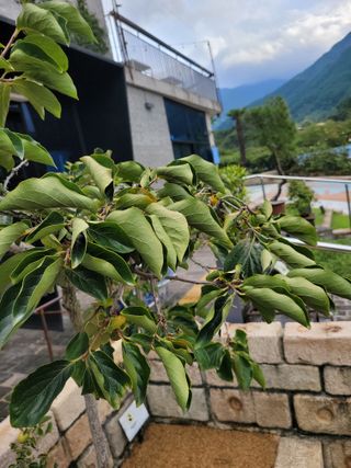 아리랑님의 감 · 병해충상담 작성글 사진