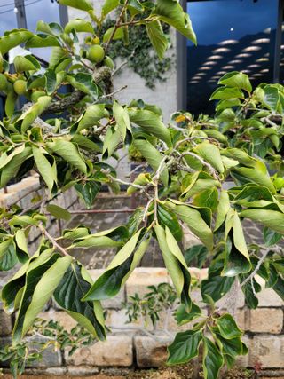 아리랑님의 감 · 병해충상담 작성글 사진