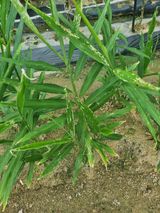 팜모닝 기타작물·병해충상담 게시글 이미지