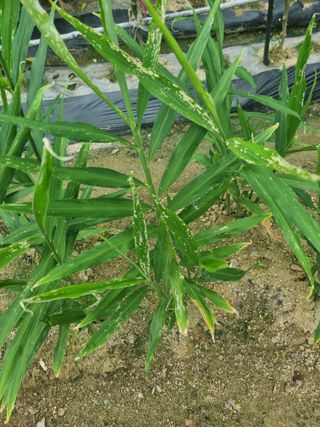 정석범님의 기타작물 · 병해충상담 작성글 사진