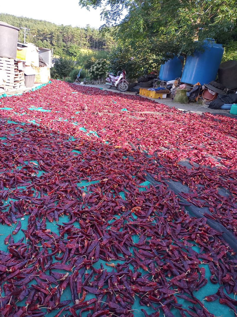 장터 상품 [태양초건고추와  고추가루] 썸네일
