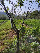 팜모닝 자유주제·자유게시판 게시글 이미지