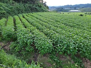 YK님의 들깨 · 영농일지 작성글 사진