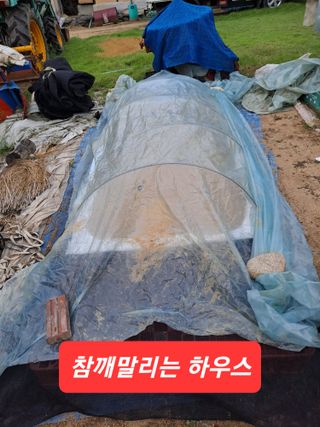 YK님의 참깨 · 영농일지 작성글 사진