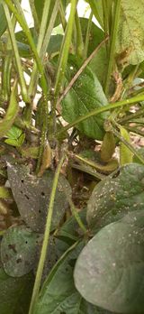 팜모닝 콩·병해충상담 게시글 이미지