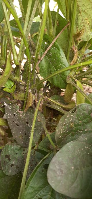 이정혁님의 콩 · 병해충상담 작성글 사진