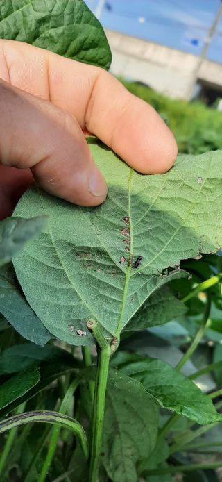 이정혁님의 콩 · 병해충상담 작성글 사진