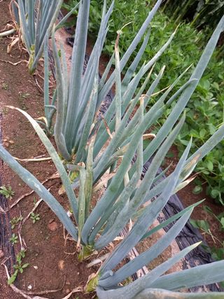 치술령초보농부님의 양배추 · 자유게시판 작성글 사진