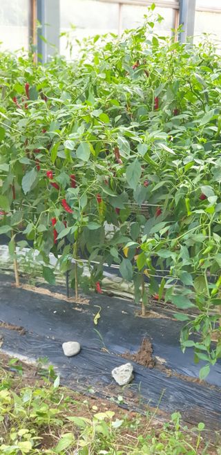 청림구관효님의 고추 · 일상 작성글 사진