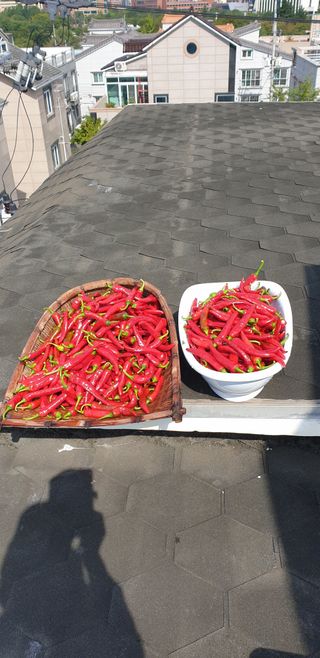 청림구관효님의 고추 · 일상 작성글 사진