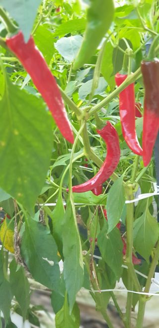 청림구관효님의 고추 · 일상 작성글 사진