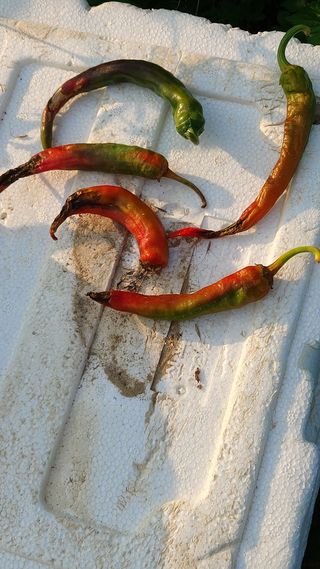 물래방아님의 고추 · 병해충상담 작성글 사진