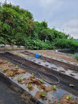 팜모닝 양배추·영농일지 게시글 이미지