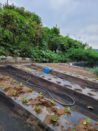 낙엽교목류14371님의 양배추 · 영농일지 작성글 사진