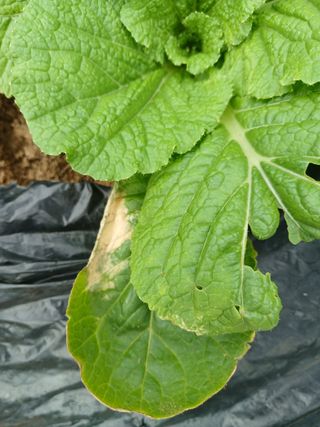 선창복님의 자유주제 · 자유게시판 작성글 사진