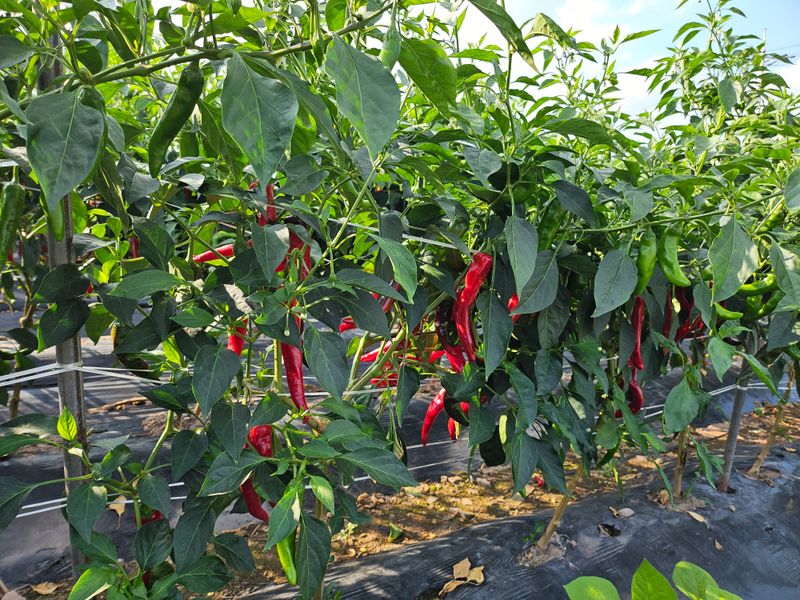 장터 상품 [햇고추가루600g] 썸네일